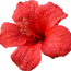 RedHibiscus